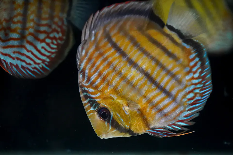 Iripixi Royal 3