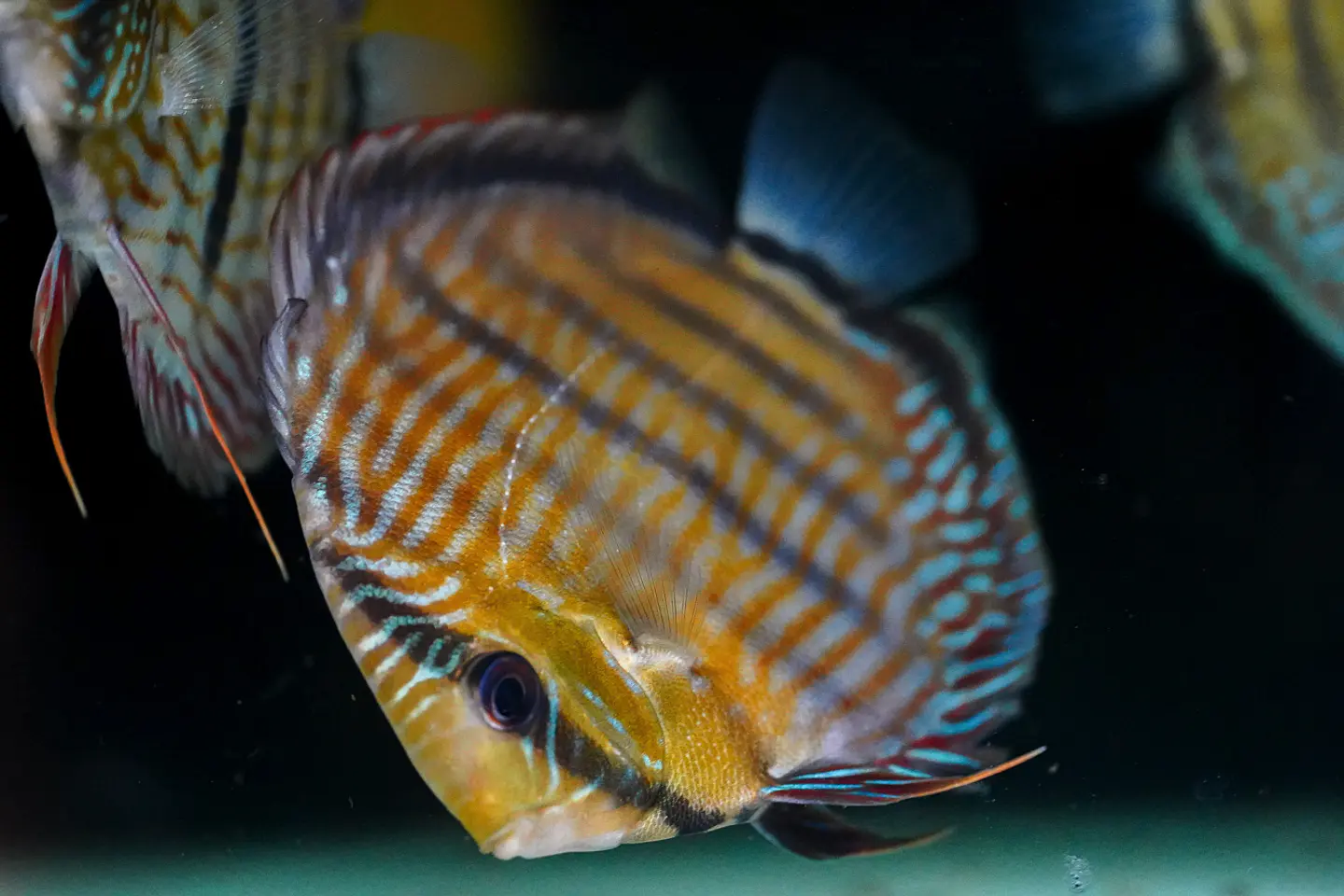 Iripixi Royal 4
