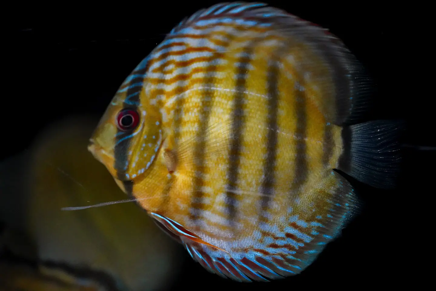 Iripixi Semi Royal 2