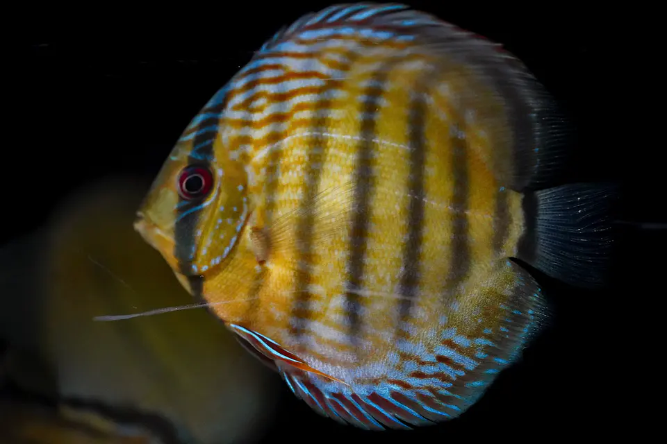 Iripixi Semi Royal 2