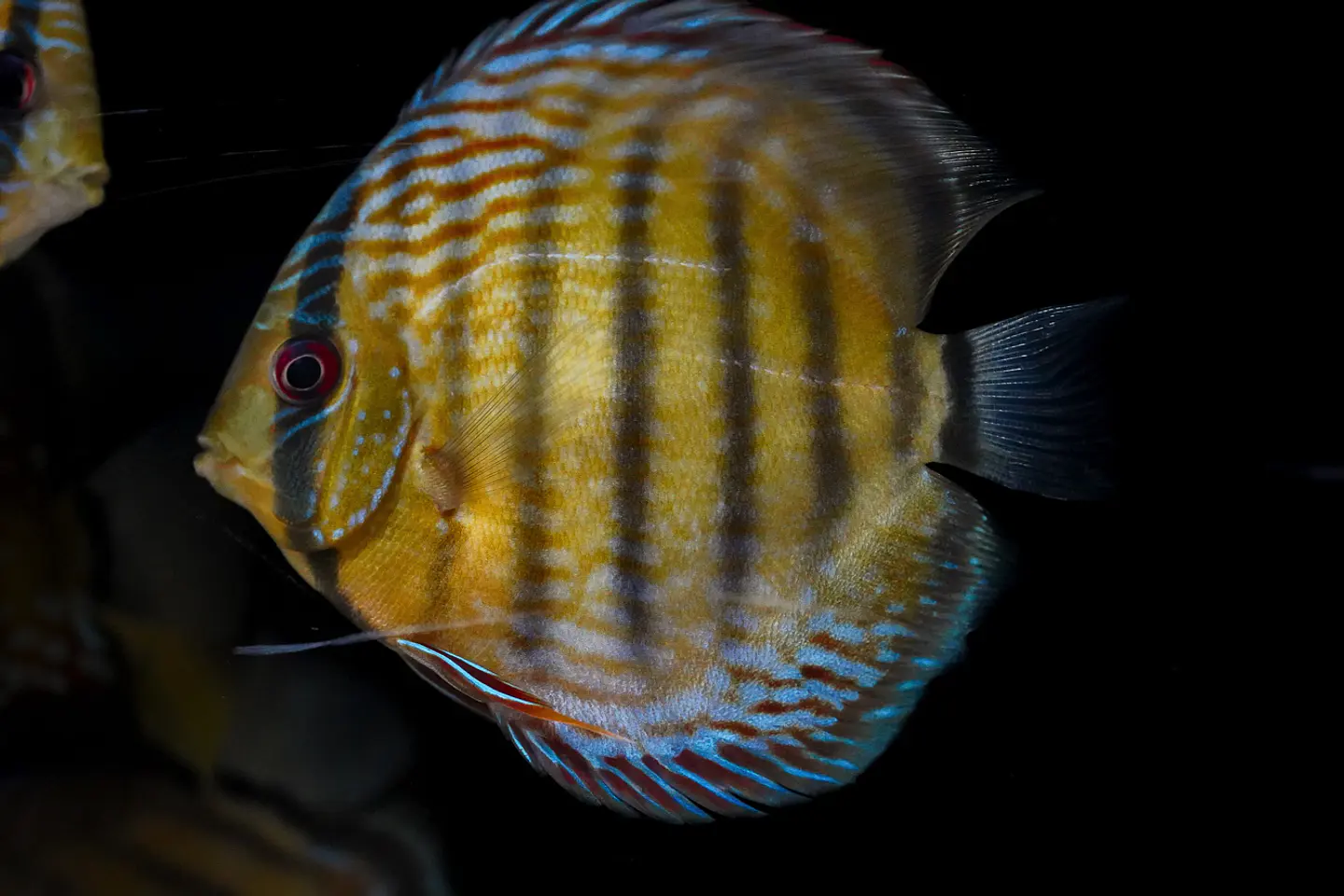 Iripixi Semi Royal 1