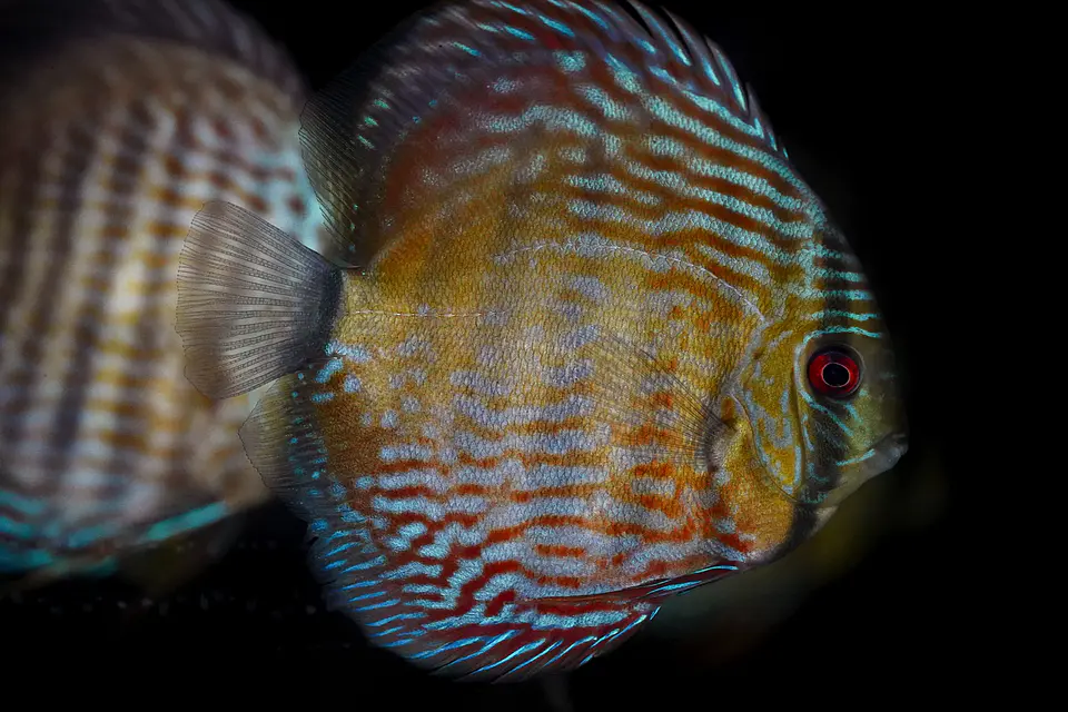 Iripixi Royal 4