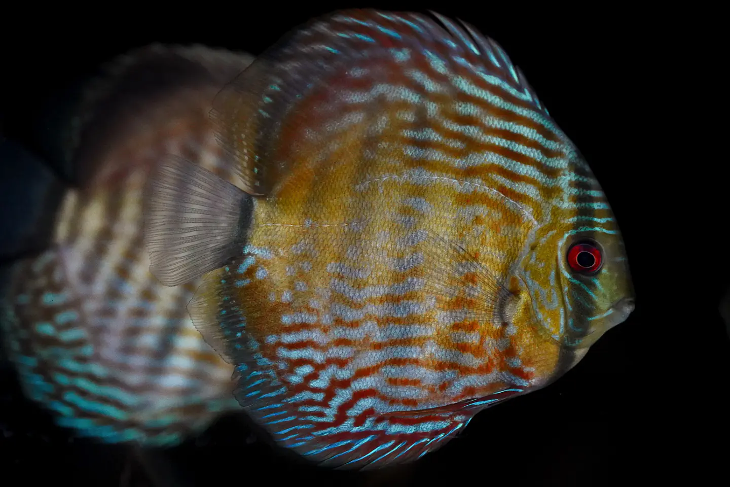 Iripixi Royal 6