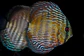 Iripixi Royal - Thumbnail 6