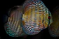 Iripixi Royal - Thumbnail 8