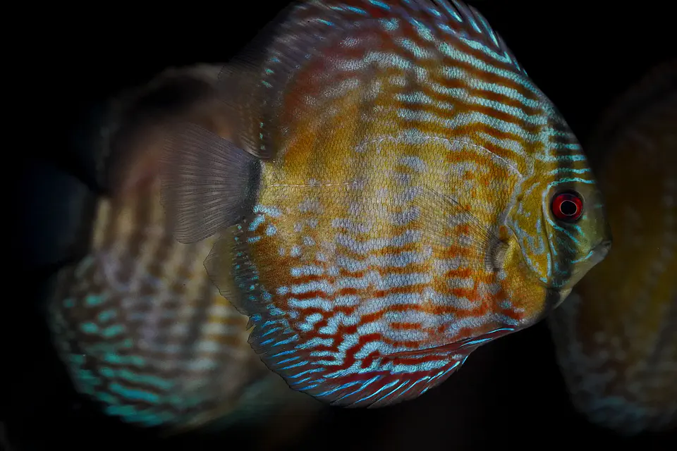 Iripixi Royal 8