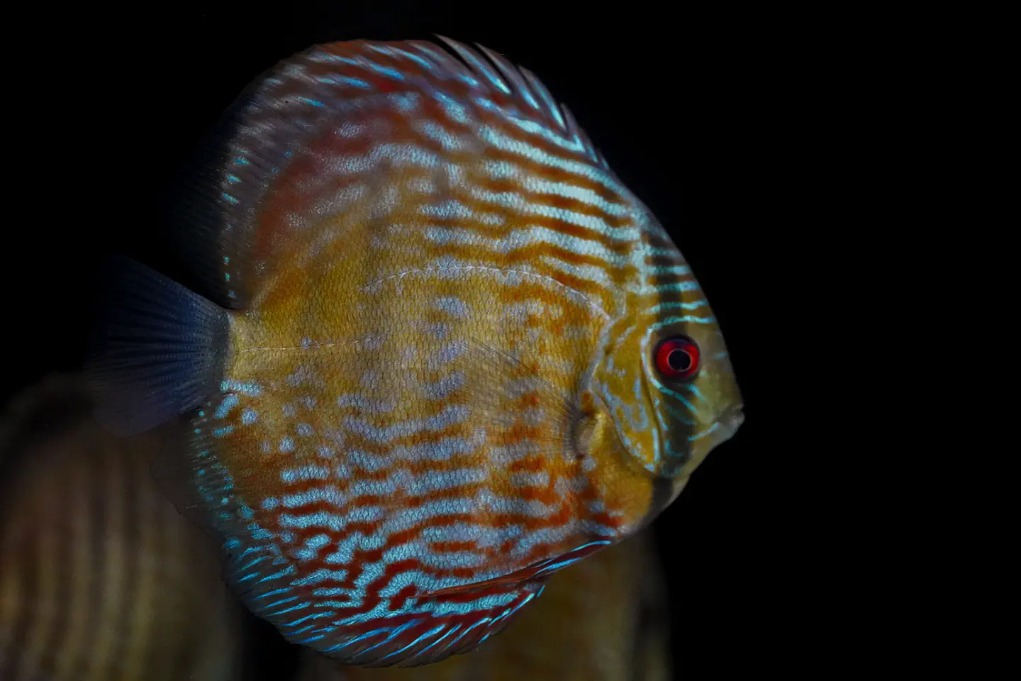 Iripixi Royal 10