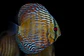 Iripixi Royal - Thumbnail 10