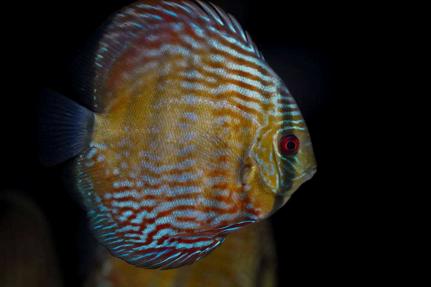 Iripixi Royal 11