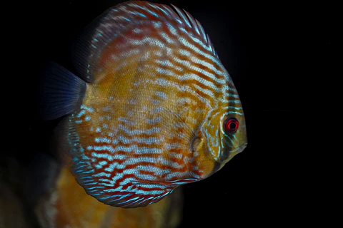 Iripixi Royal