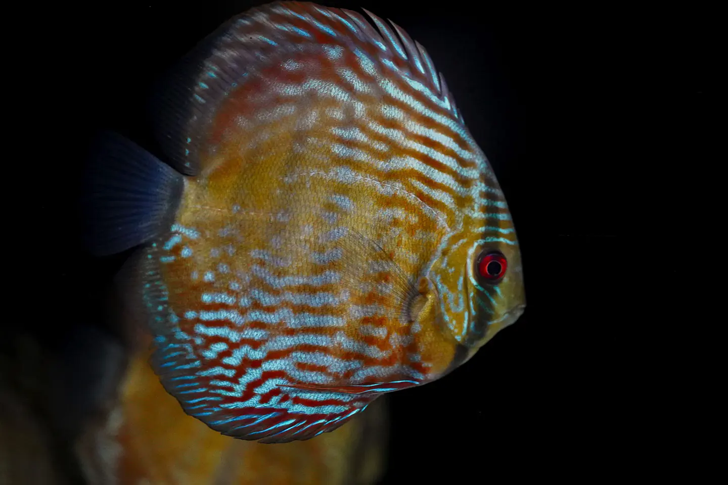 Iripixi Royal 1
