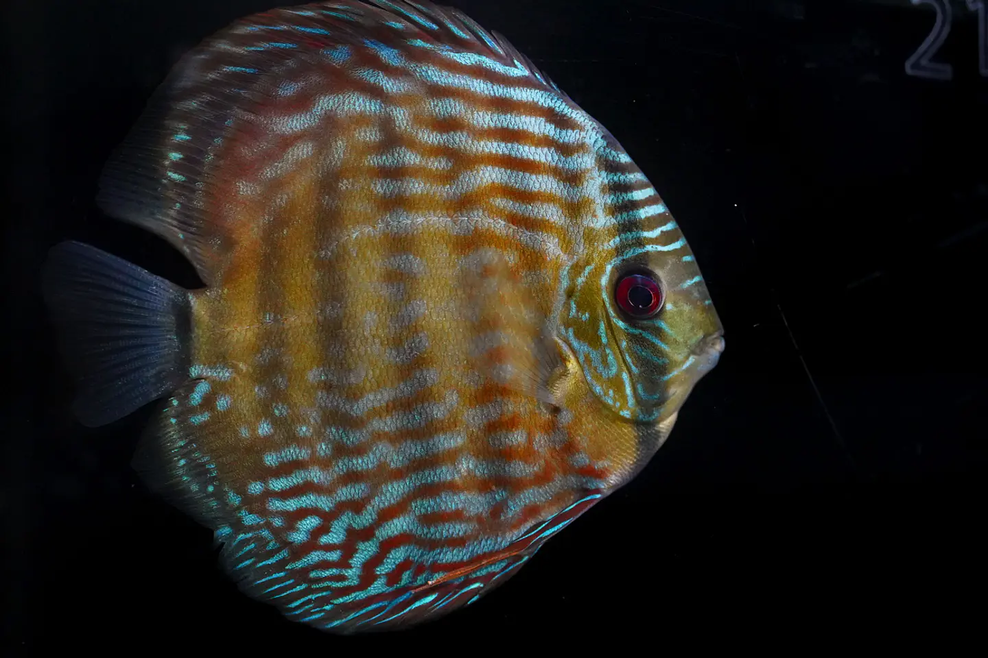 Iripixi Royal 5