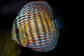 Iripixi Royal - Thumbnail 9
