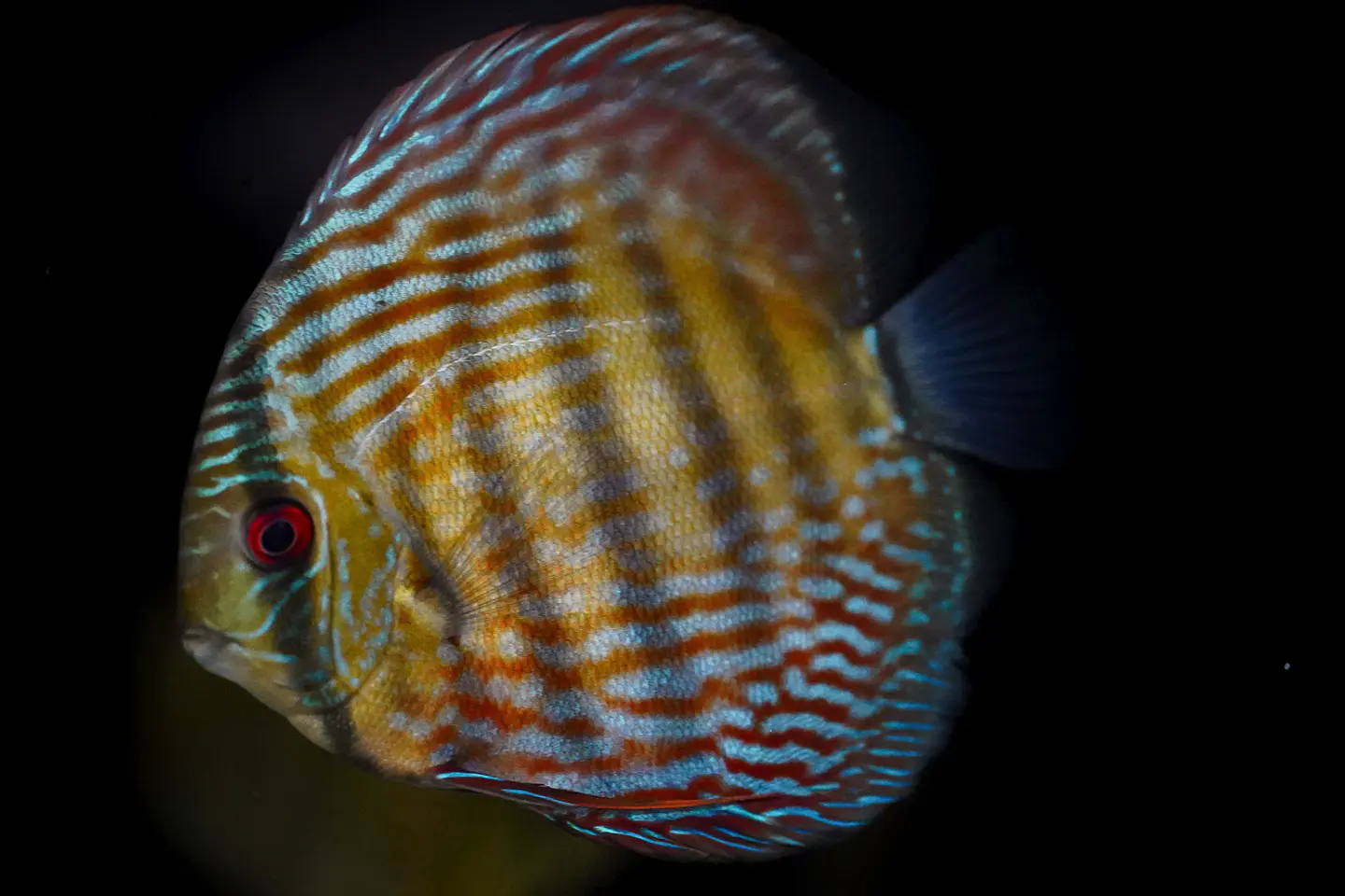 Iripixi Royal 7