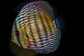 Iripixi Royal - Thumbnail 7