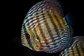 Iripixi Royal - Thumbnail 2