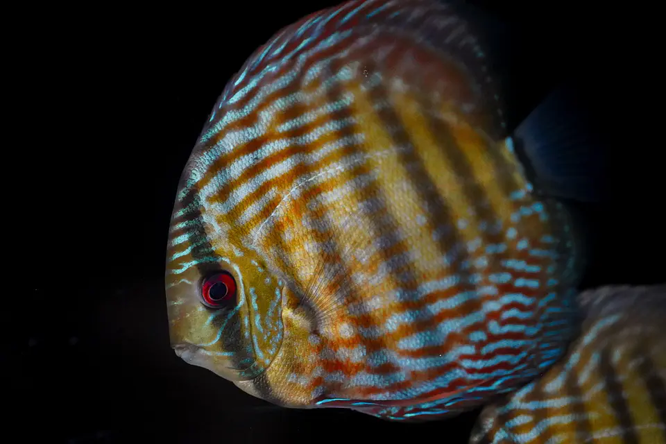 Iripixi Royal 2