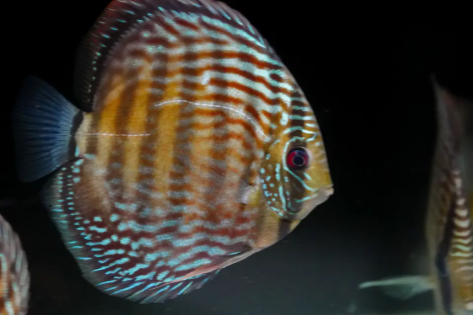 Iripixi Royal 2
