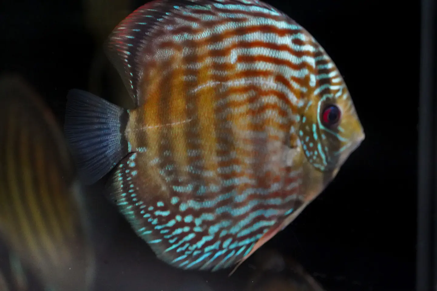 Iripixi Royal 3