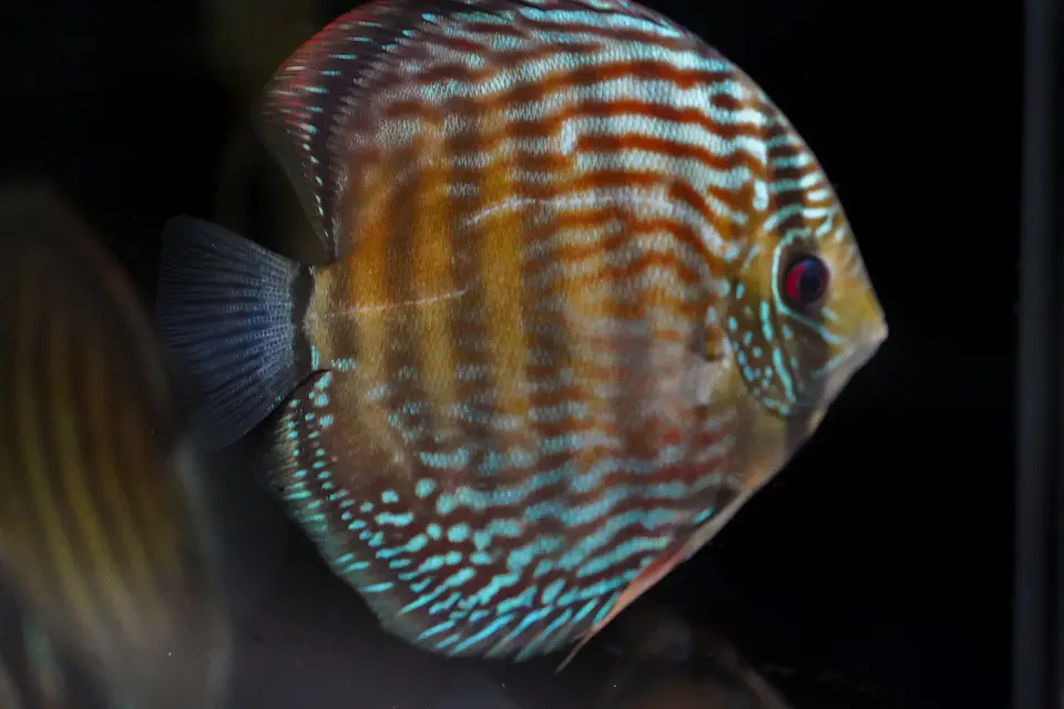 Iripixi Royal 3