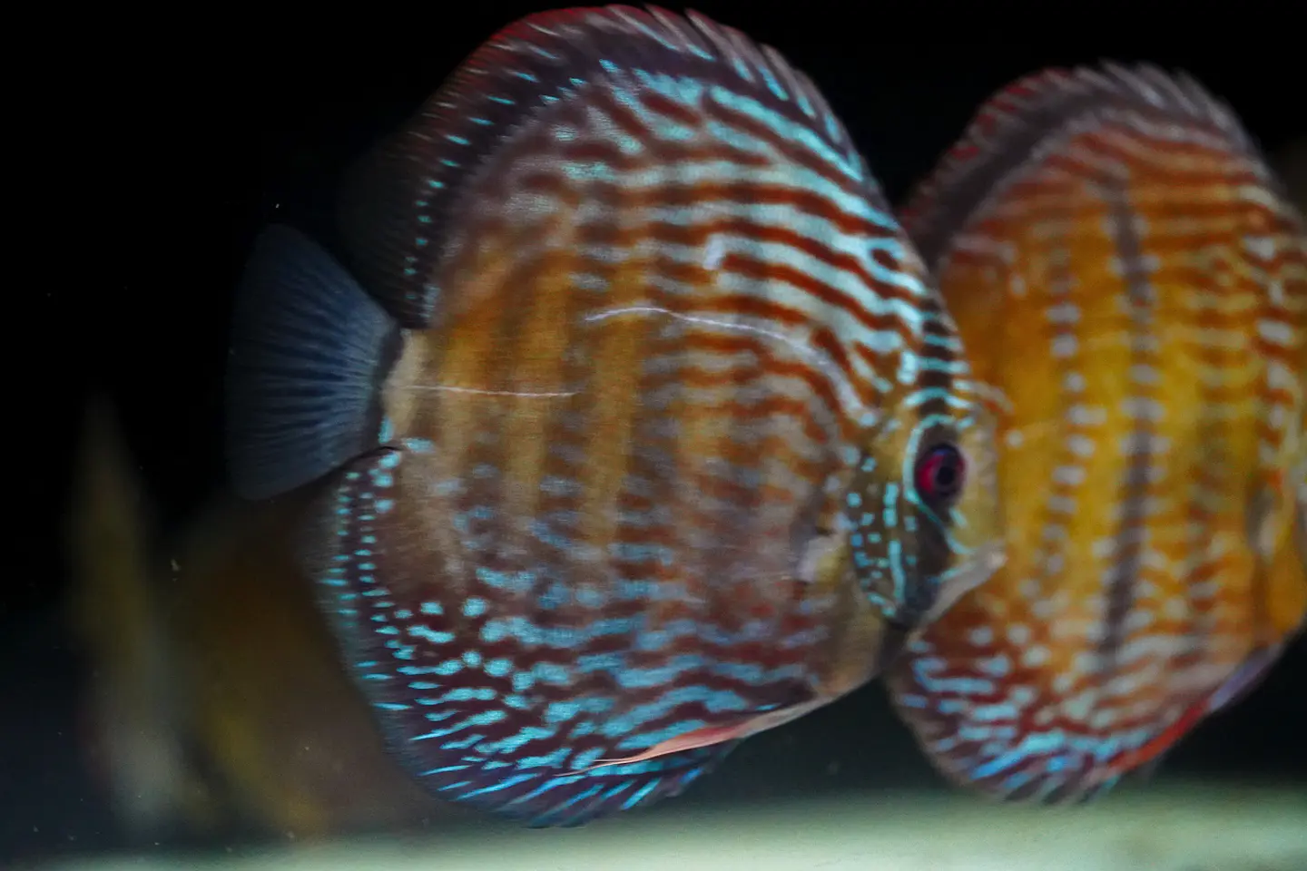 Iripixi Royal 5