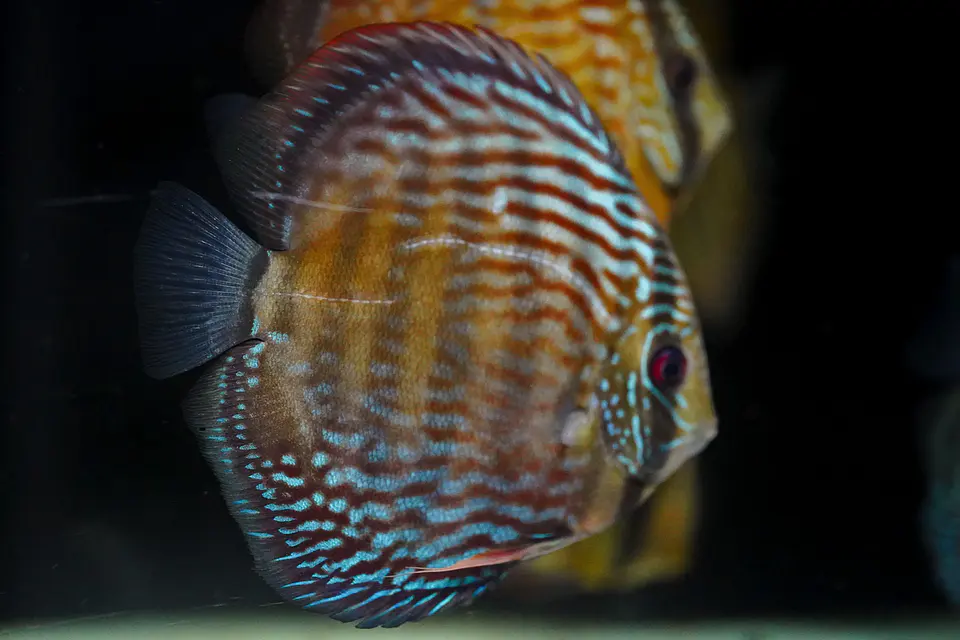 Iripixi Royal 7