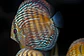 Iripixi Royal - Thumbnail 4