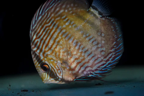 Iripixi Royal
