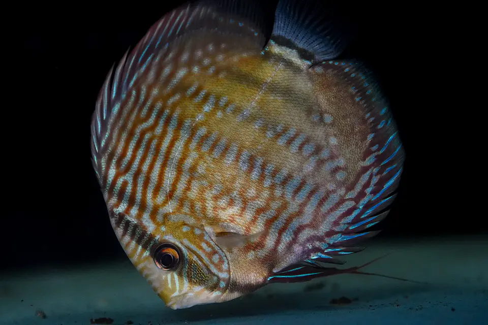 Iripixi Royal 3