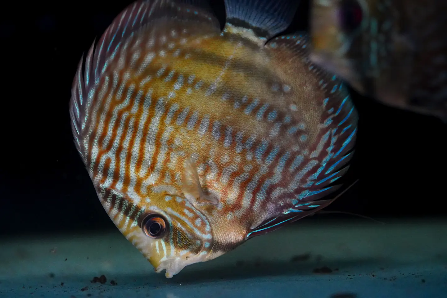 Iripixi Royal 5