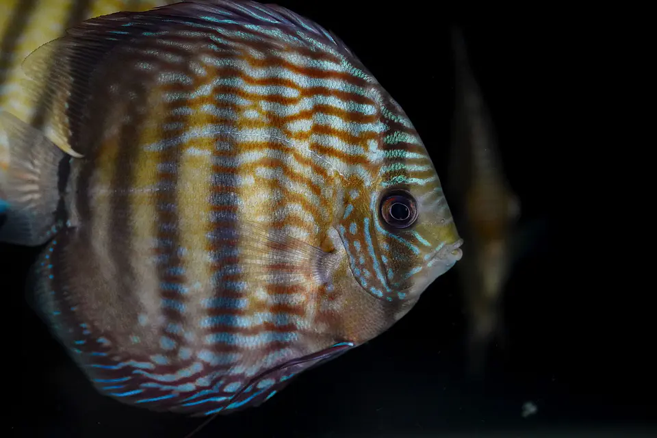 Iripixi Royal 4