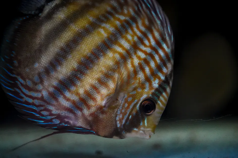 Iripixi Royal 2