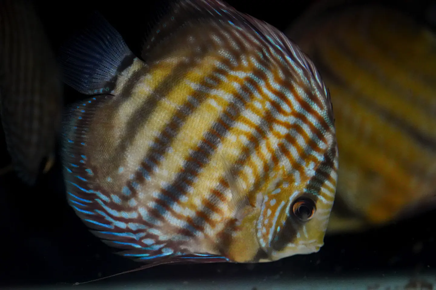 Iripixi Royal 6