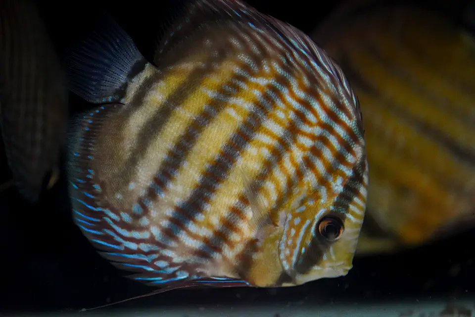 Iripixi Royal 6