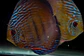 Golden Royal Ica - Thumbnail 9