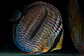 Golden Royal Ica - Thumbnail 2