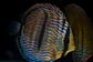 Golden Royal Ica - Thumbnail 7