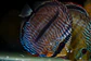 Golden Royal Ica - Thumbnail 9