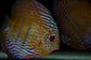 Golden Ica Bar - Thumbnail 9