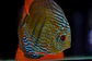 Golden Ica Bar - Thumbnail 11