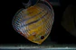 Golden Ica Bar - Thumbnail 4