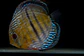 Golden Ica Bar - Thumbnail 5
