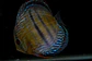 Golden Ica Bar - Thumbnail 7