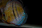 Golden Ica Bar - Thumbnail 10