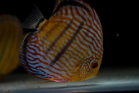 Iripixi Royal