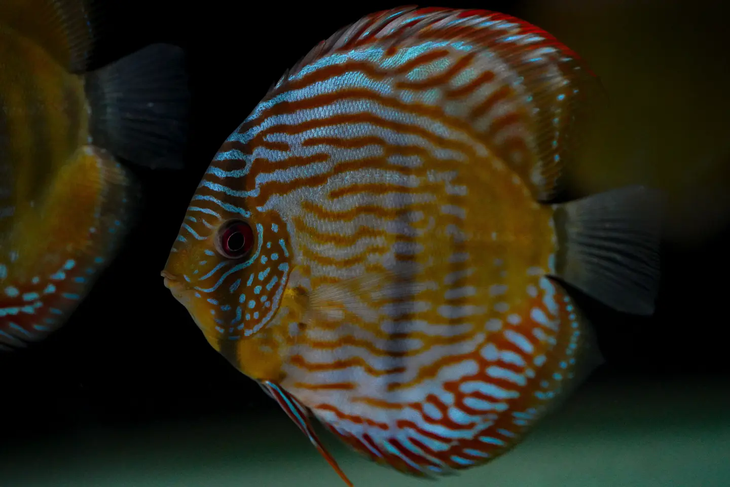 Iripixi Royal 2