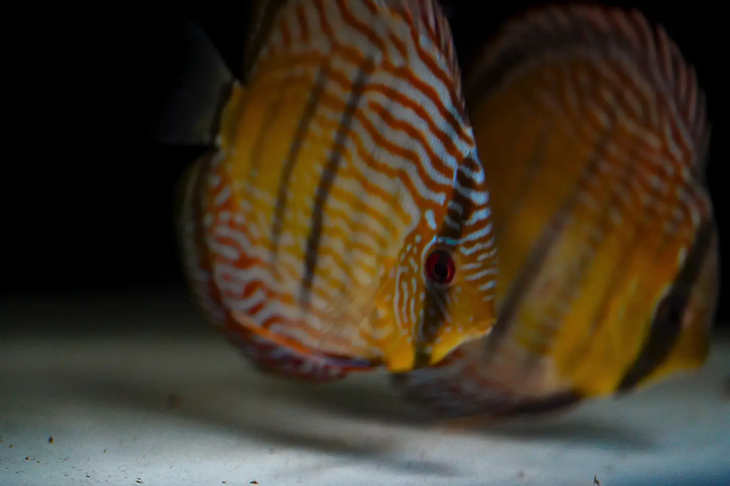 Iripixi Royal 3