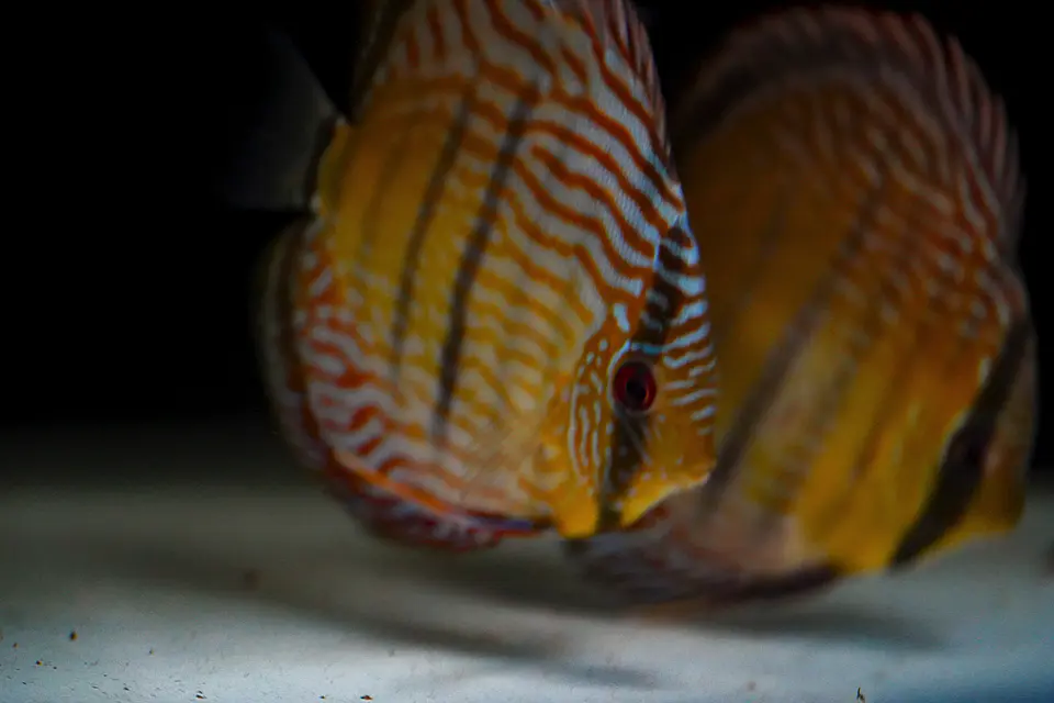 Iripixi Royal 3