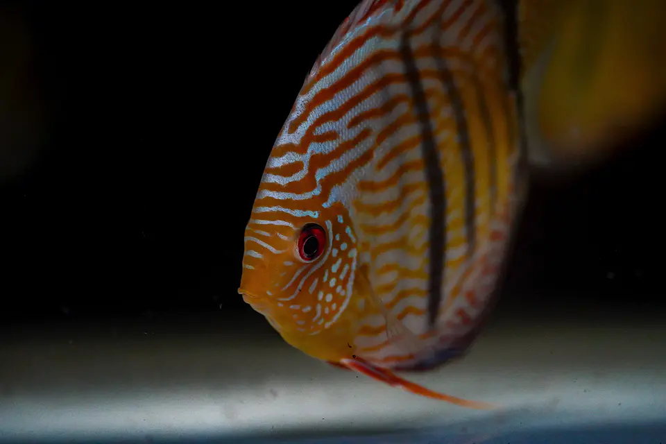 Iripixi Royal 4