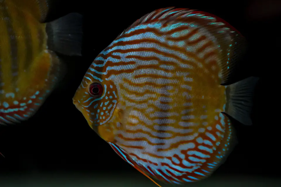 Iripixi Royal 5
